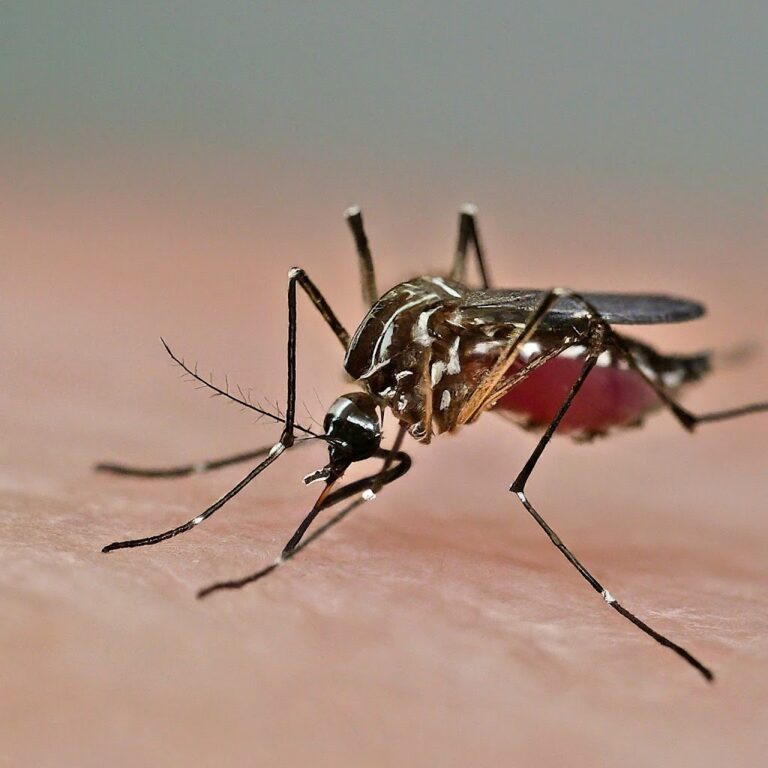 Malaria: Essential information for prevention and control in Hindi