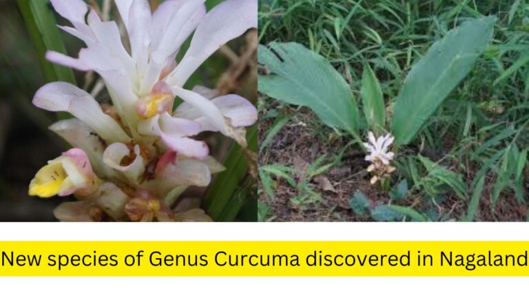 New species of Genus Curcuma discovered in Nagaland [Current Affairs]