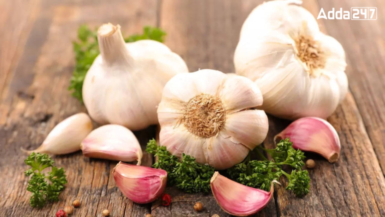 Top-10 Garlic Producing Countries in the World [Current Affairs]