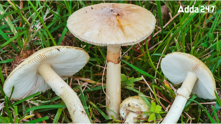 Top-10 Mushroom Producing Countries in the World [Current Affairs]