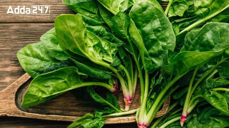 Top-10 Spinach Producing Countries in the World [Current Affairs]